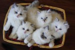 Ragdoll kittens fof sale